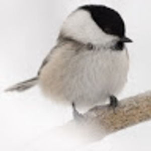 Meet your Posher, Bernadette